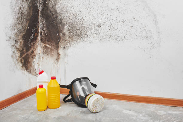 Best Office Mold Removal Services  in Skyline, AL