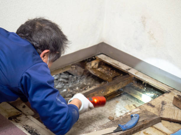 Best Mold Testing  in Skyline, AL