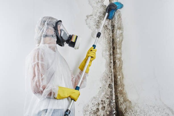 Mold Removal and Inspection in Skyline, AL