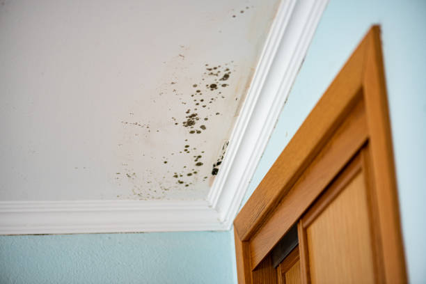 Best Emergency Mold Removal  in Skyline, AL