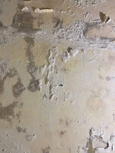 Best Professional Mold Removal  in Skyline, AL