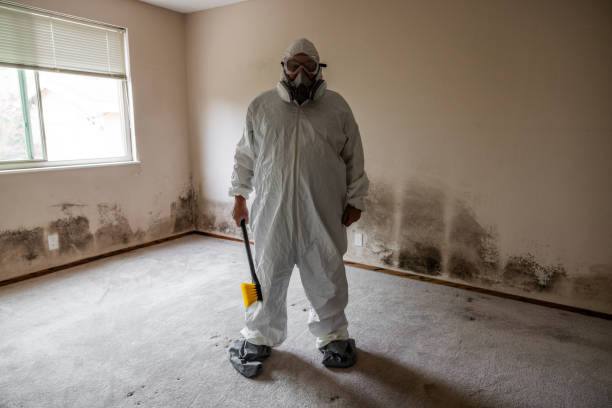 Best Toxic Mold Removal  in Skyline, AL
