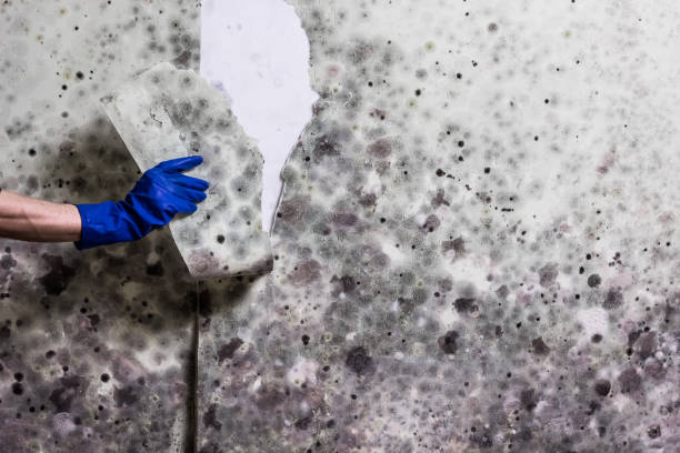 Best Certified Mold Removal  in Skyline, AL