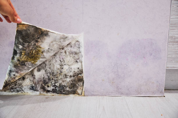 Best Mold Removal and Inspection  in Skyline, AL